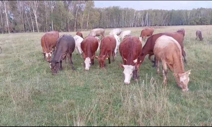 Продам КРС оптом