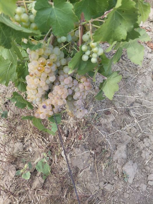 Struguri de vin toate soiurile