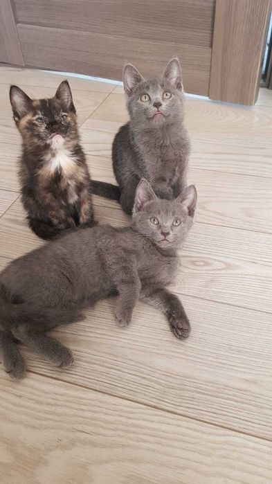 Отдам котят в хорошие, добрые руки.