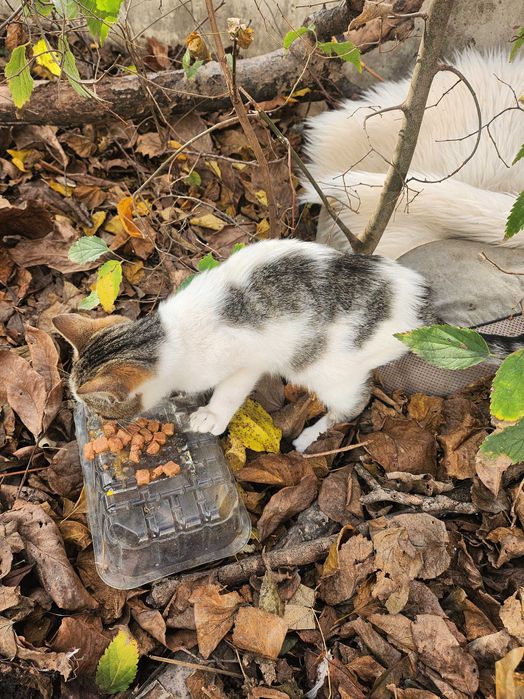 Дом за малко коте