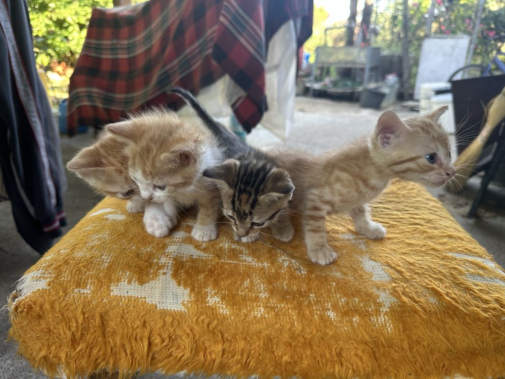 Подарявам котенца