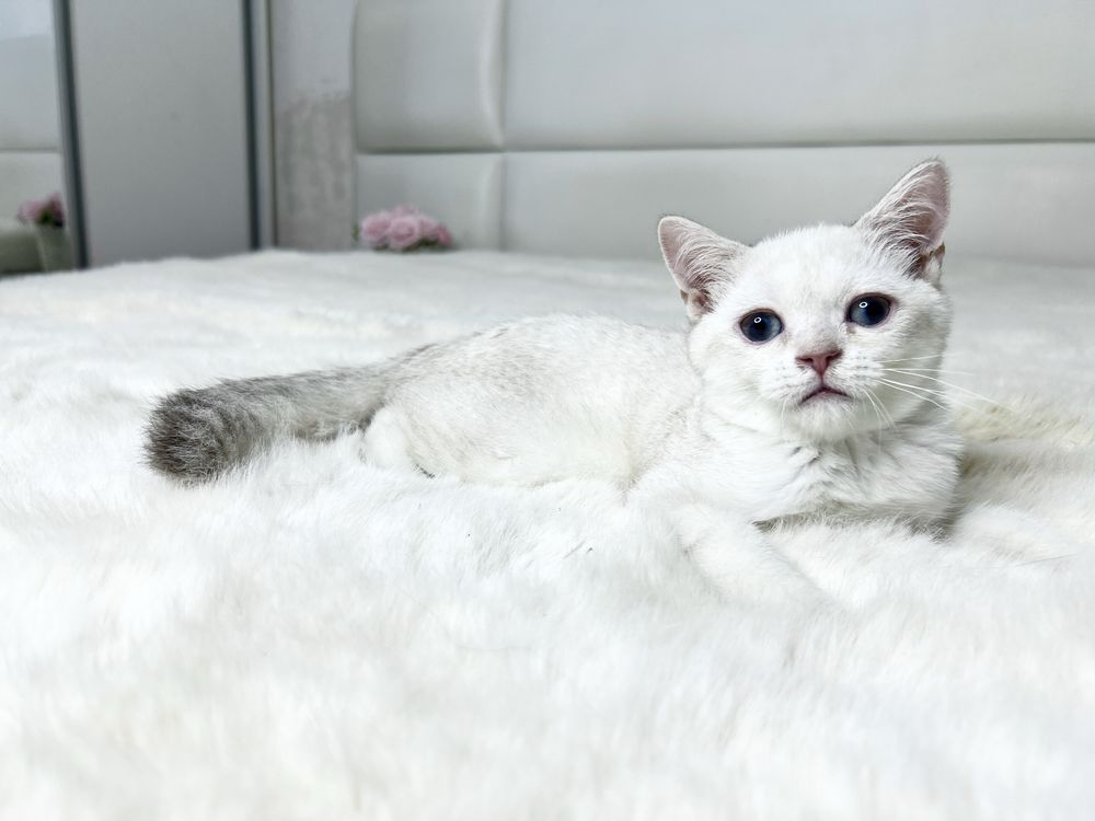 Мальчик брттанец
