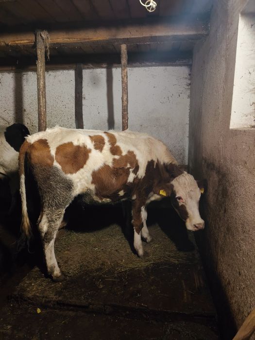 Vand juninca de pasune