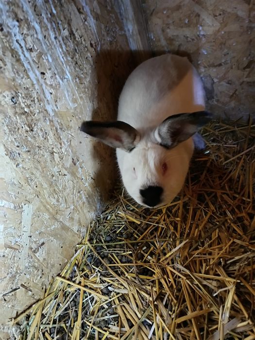 Pereche de californian