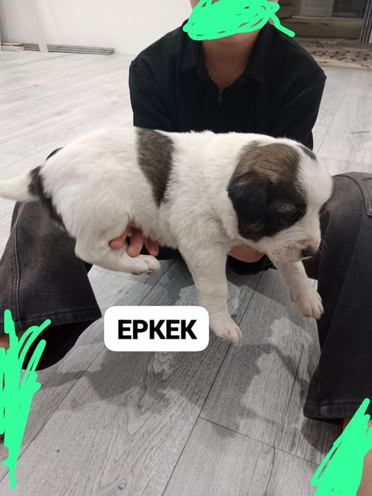 Кушык алабай сатылады