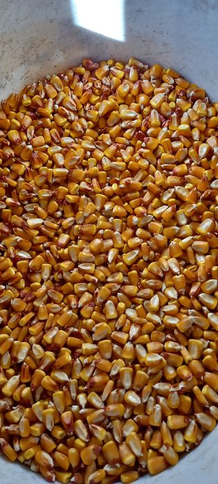 Porumb boabe de vanzare