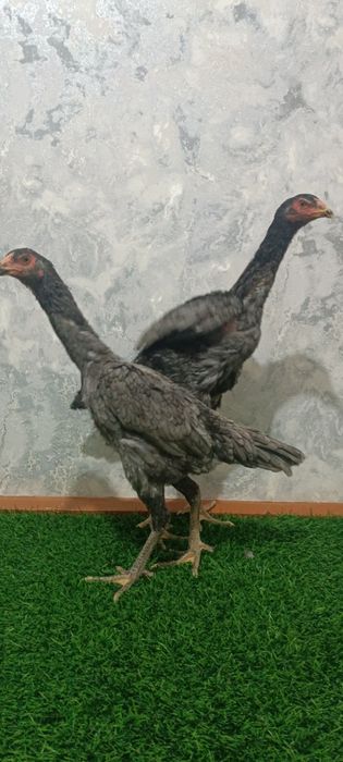 Kul makyonla sotiladi