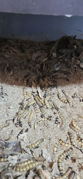 Viermi Superworms si Mealworms