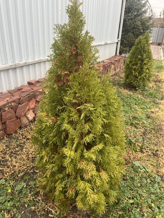 Продам Туи в хорошем состоянии размер 1,10 см