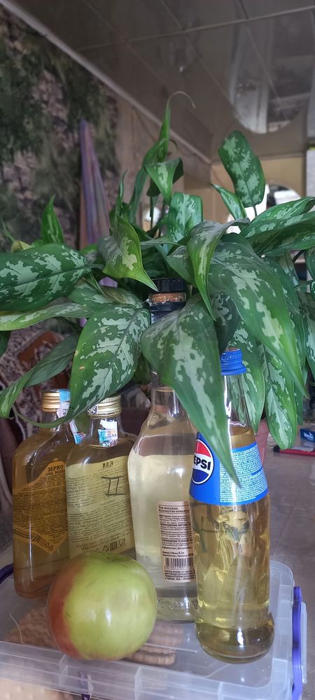 Яблочный уксус домашний