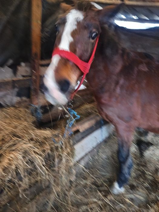 O mnza de vnzare  gestanta 5 luni