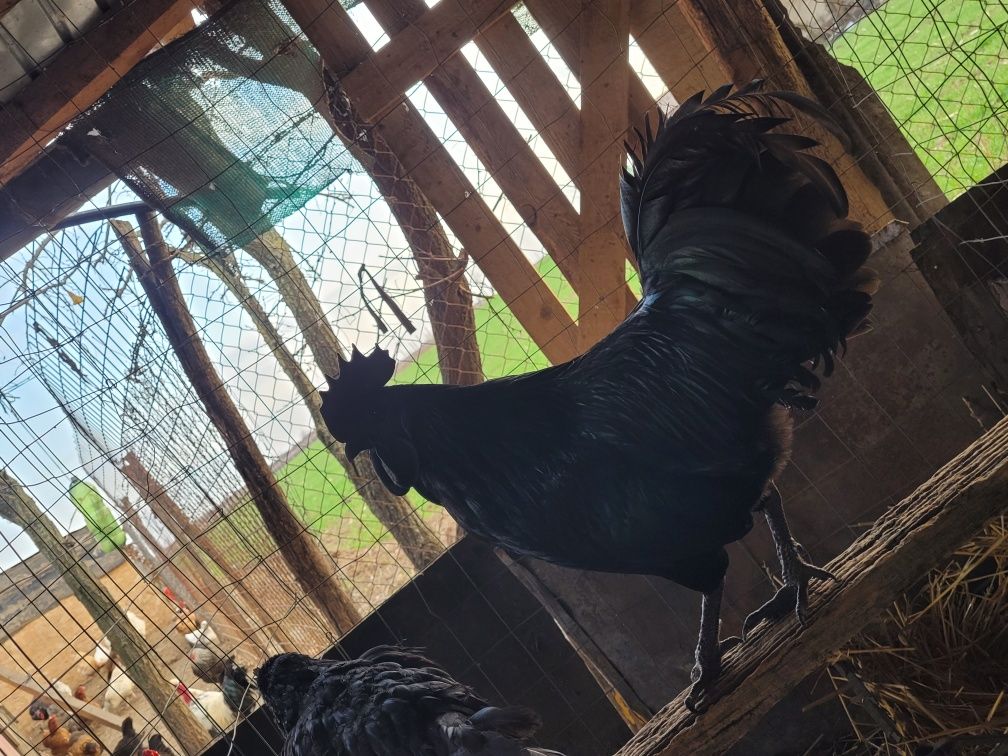 Oua de  ayam cemani