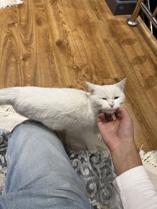 Кошка отдам в харошие руки