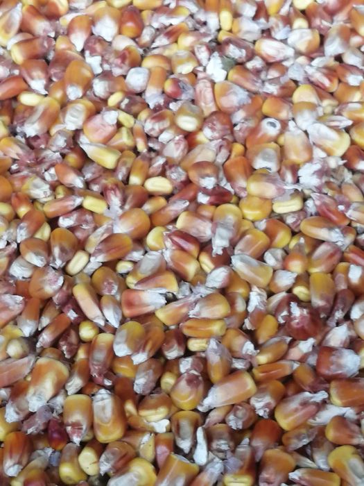 Vand porumb boabe recolta 2025