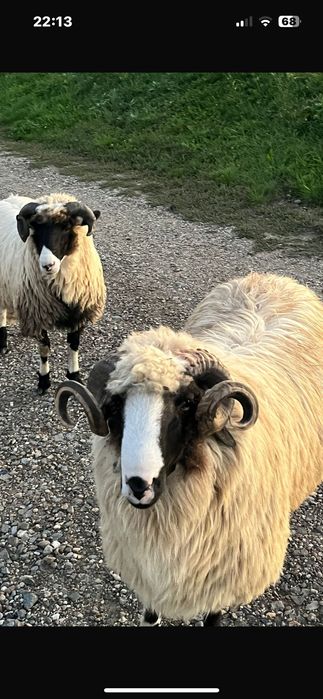 berbec brez  linie foarte bună