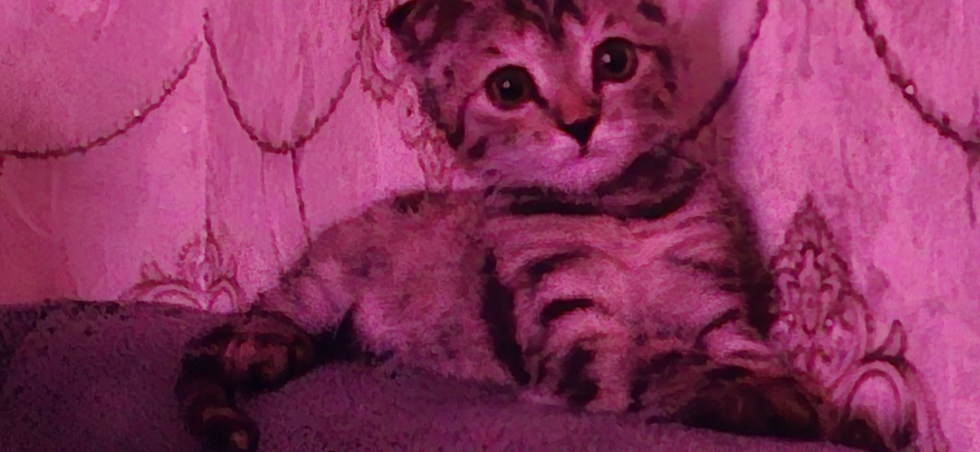 Котенок в хорошие ручки