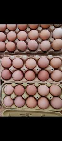 Australorp,familie,oua pentru incubat