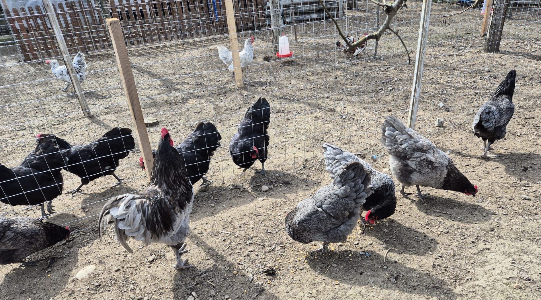 Oua australorp pentru incubat/splash,negru,albastru