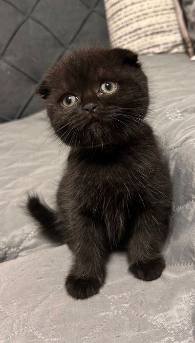 Британски котета