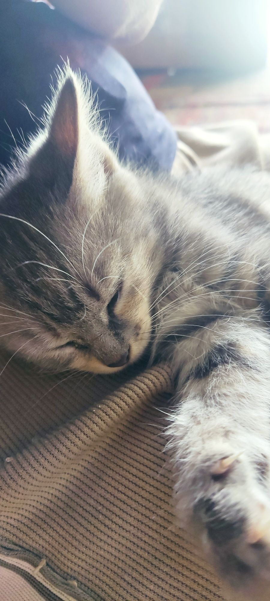 Отдам котят в добрые руки
