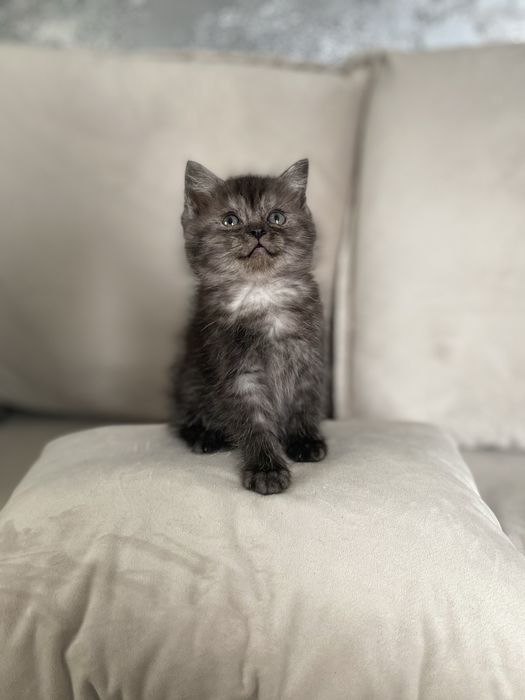 British shorthair femela superba