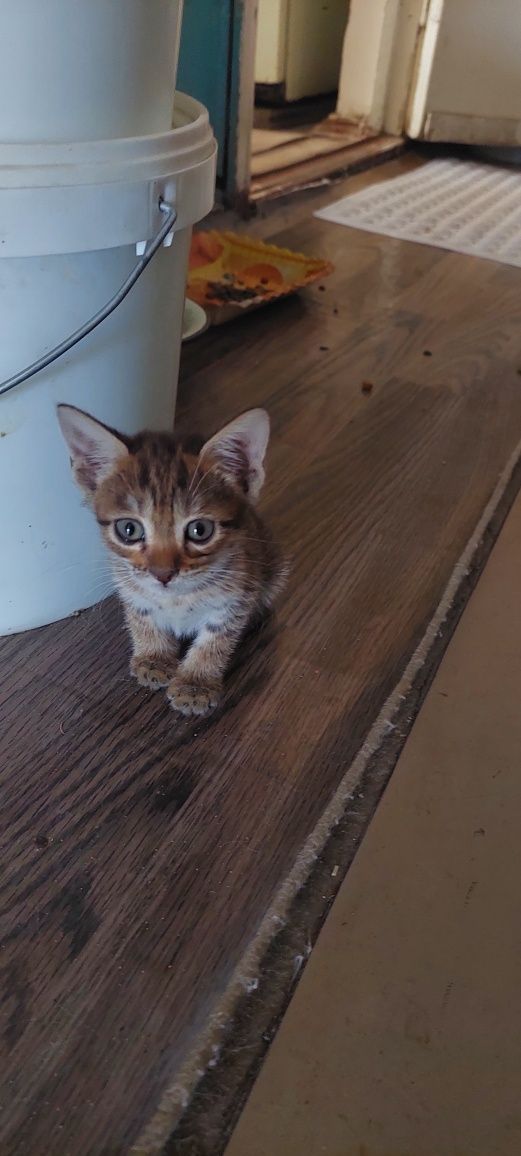 Котята.г. Шымкент.