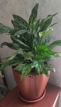 Агланема -комнатное растение