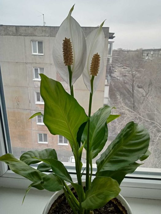 Продается цветок спатифиллум