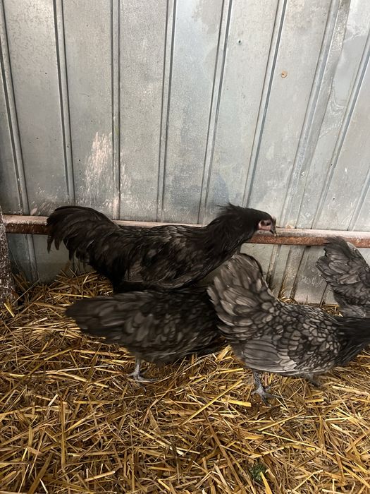 Familie de australorp albastru