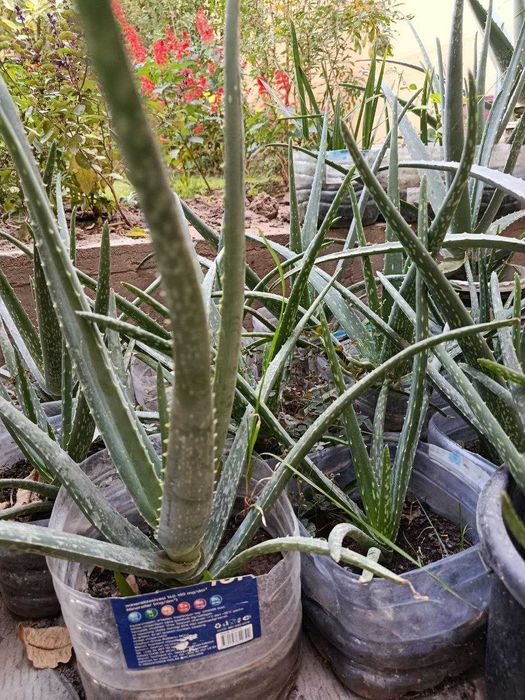 Aloe Vera, 1 yillik