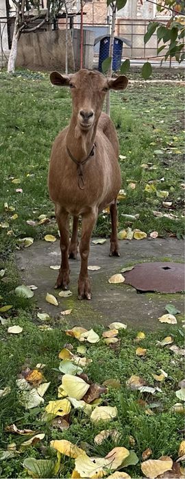 Млечна коза на трето яре