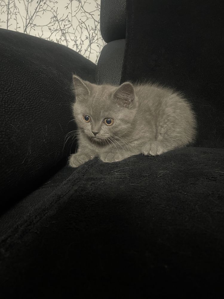 British Shorthair
