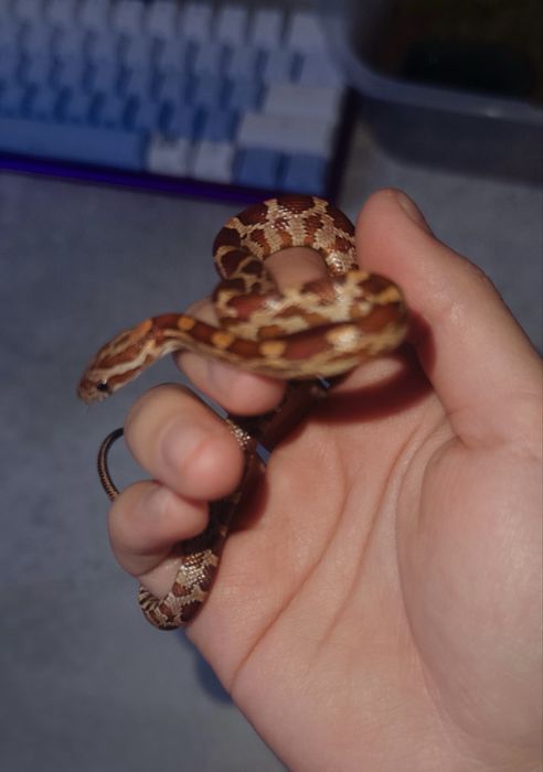 Змейка Маисовый полоз