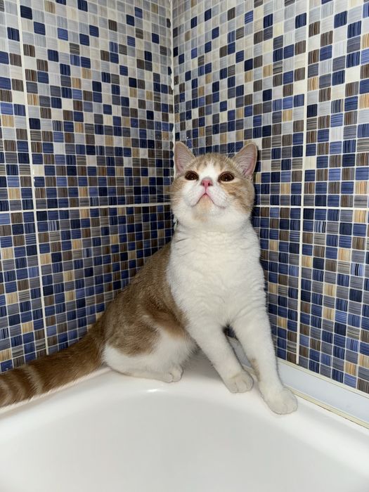 Шотландский Скоттиш Страйт