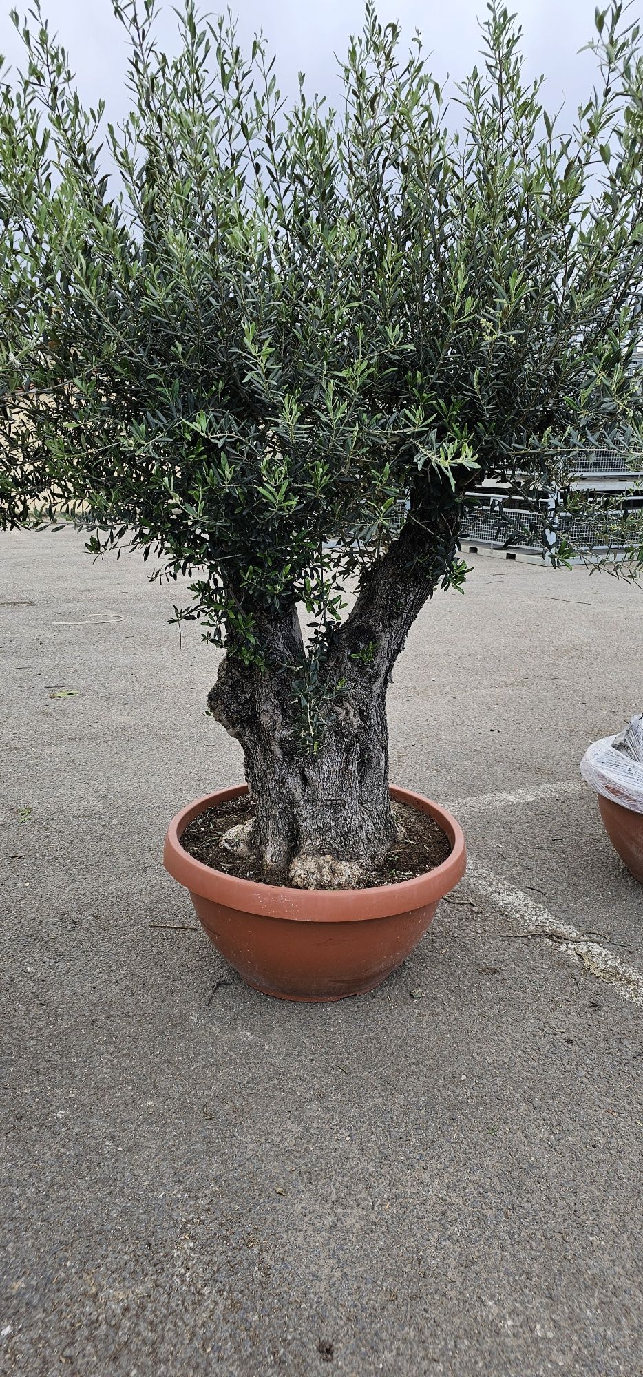 Magnolia grandiflora - Palmieri - Măslini