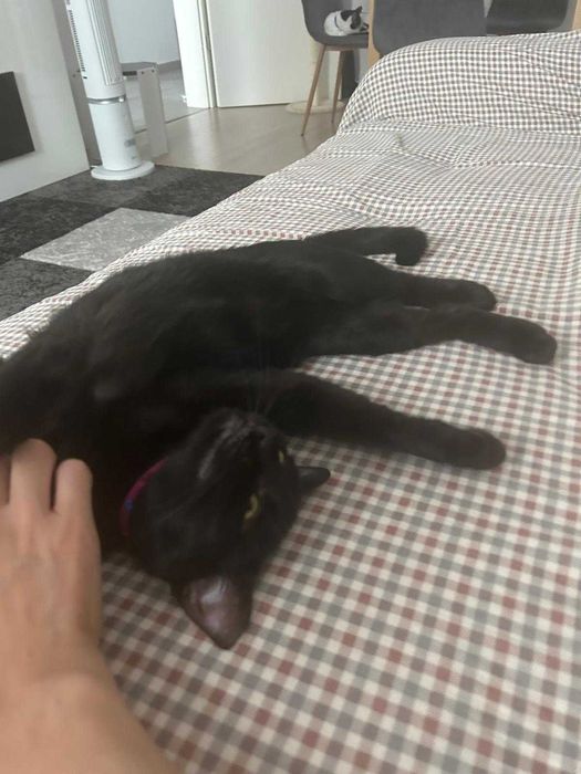 Pisicuta neagra de rasa Bombay - caut stapan responsabil si iubitor!