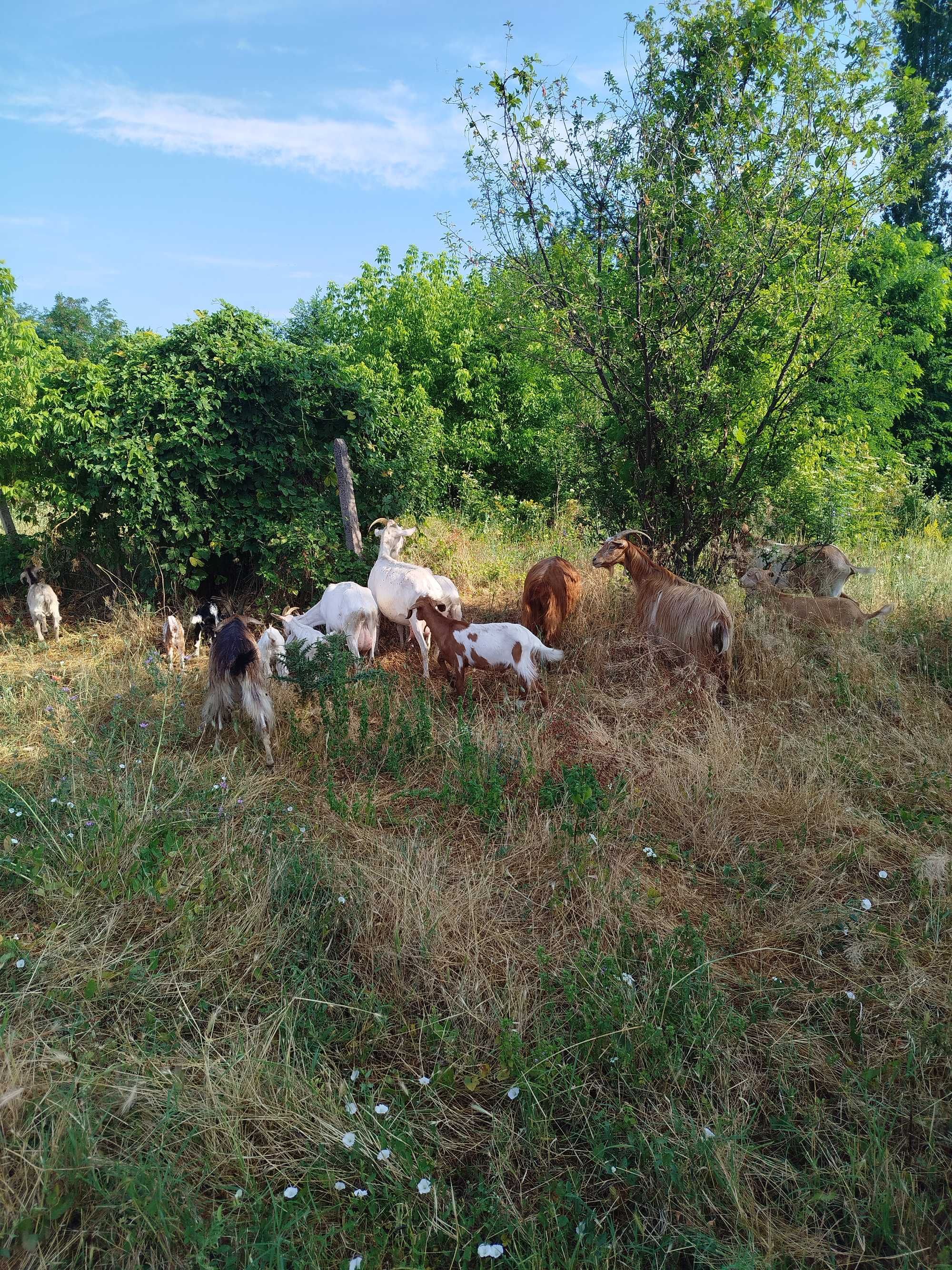 Продавам Хубави Кози