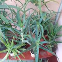 Plante Aloe Vera