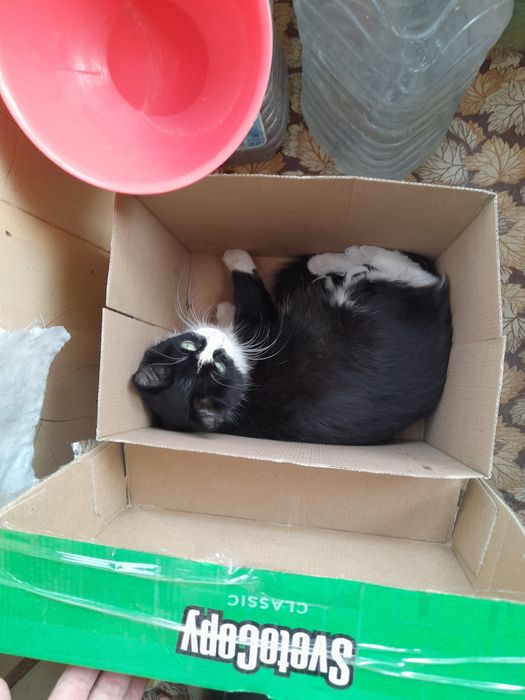 Бесплатно кошечку мышелова