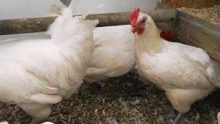 Яйцо Бресс-Гальской породы курица петух яйцо домашний бресс гальские