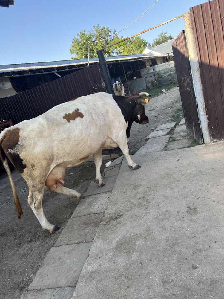 Vaca de vanzare