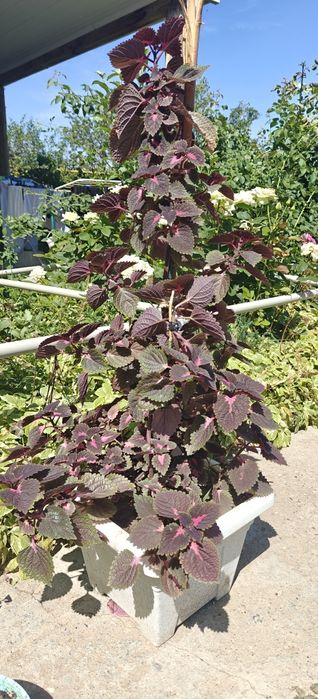 Продам цветок Колеус