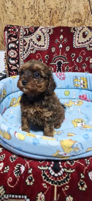 Puiuti CAVAPOO foarte jucausi si iubitori