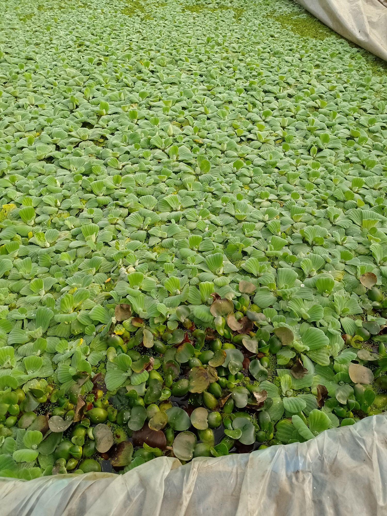 Salata de apa , Zambile de apa amazoniene, plante de apa plutitoare