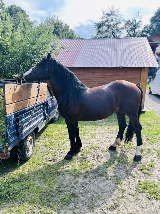 Armasar 10 ani de vanzare