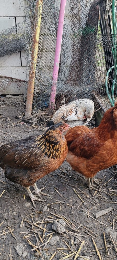 Vând oua proaspete de găini de rasa Araucana pentru  incubat