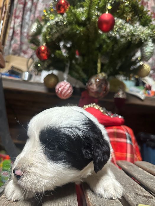 бебе каракачанка