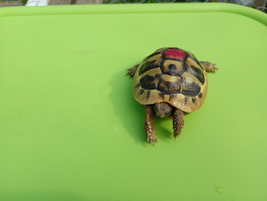 Țestoasă de uscat ( hermani)