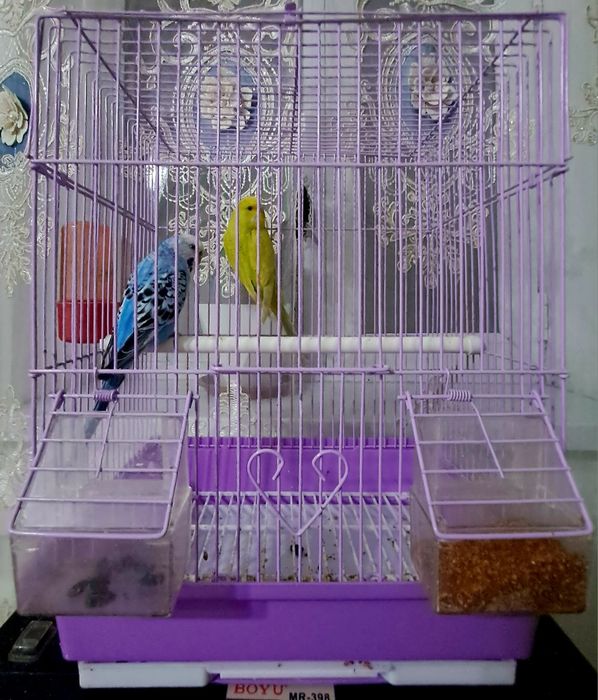 Волныстый попугай