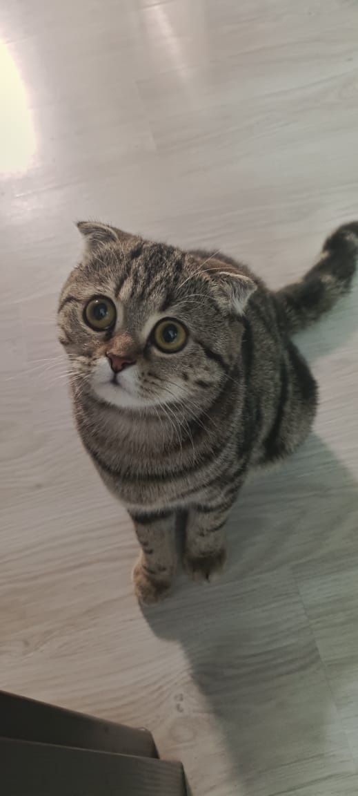 Продам породистую кошку